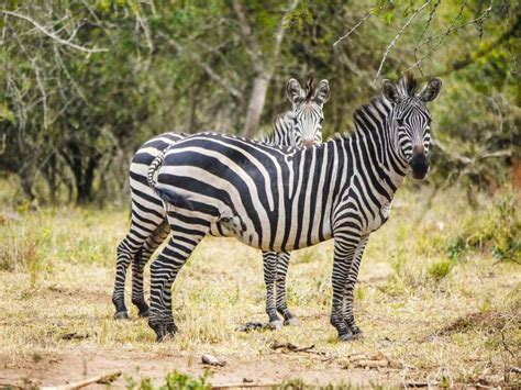 Grassland Animals Australia List