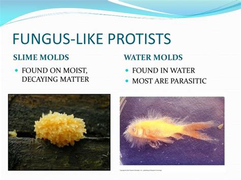 PPT - PROTISTS PowerPoint Presentation - ID:2346147