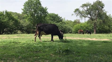 Cows Eating Free Stock Video Footage, Royalty-Free 4K & HD Video Clip