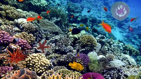 Various Fish Species in South Pacific Coral Reefs | Britannica