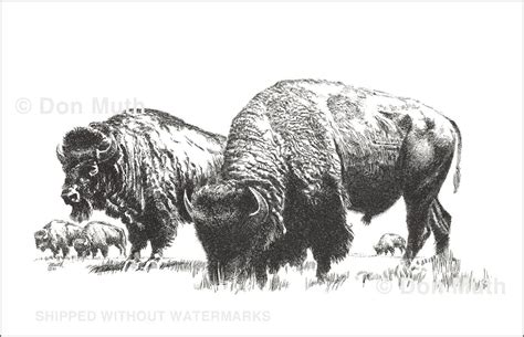 BUFFALO Limited Edition Print of Pencil Drawing by Western - Etsy