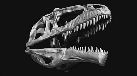 ArtStation - Giganotosaurus Skull Set Skeletons | Game Assets