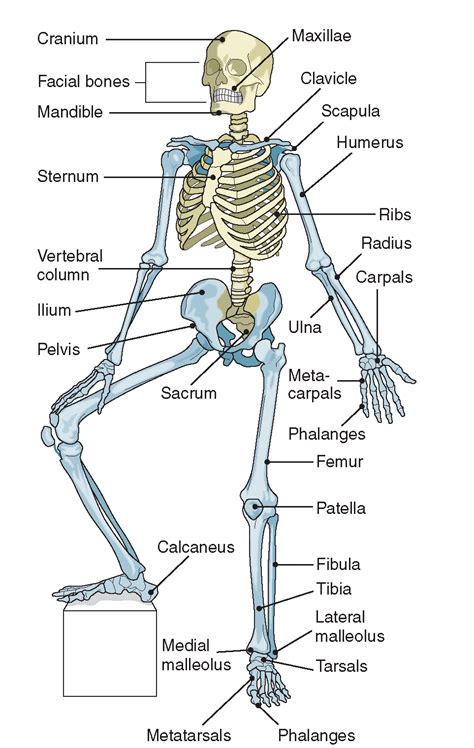 Human Bone Names Diagram