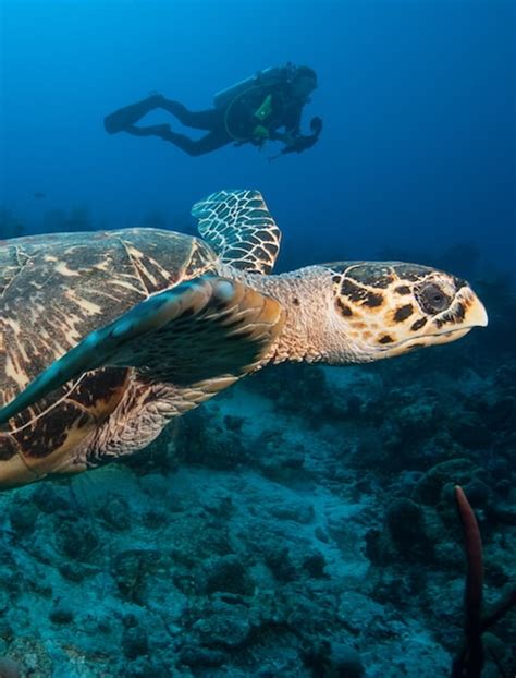 Snorkeling in Turks & Caicos