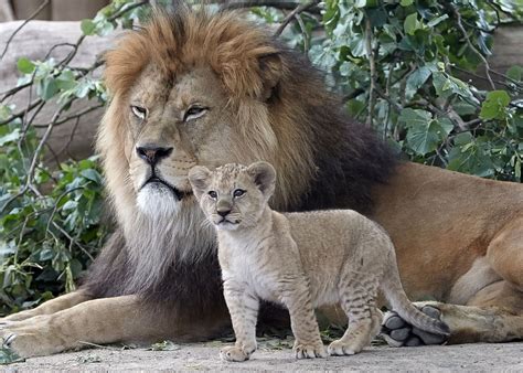 Rare Barbary lion cub stands tall next to its father Picture | Cutest baby animals from around ...