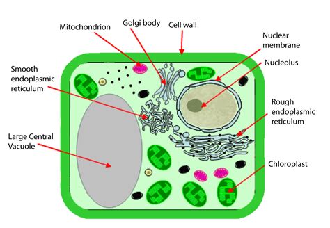 Basic Structure Of Plant Cells