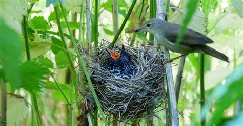 Different Types of Bird Nests With Pictures - A-Z Animals