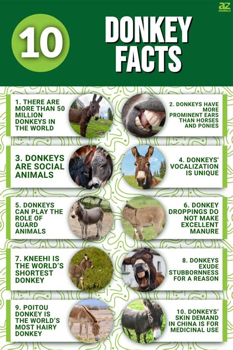 10 Incredible Donkey Facts - A-Z Animals