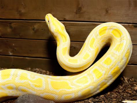 Albino Burmese Python - Open Farm and Mini Zoo Ardmore Waterford