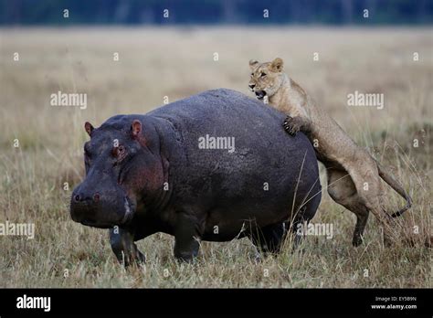 Lion attacking a Hippo - East Africa Stock Photo - Alamy