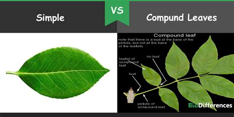 Leaf Simple And Compound - Infoupdate.org