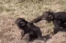 Goodmorning Funny Animals GIF - Goodmorning FunnyAnimals Monkey - Discover & Share GIFs