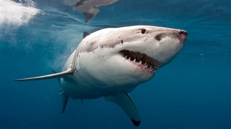 Great White Shark Australia 4K HD Wallpapers | HD Wallpapers | ID #31132