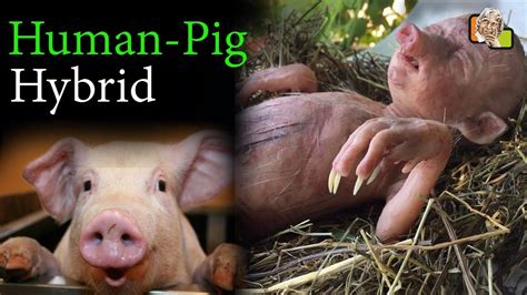 World का First HUMAN PIG Hybrid बनाने के लिए Japan Government ने दिया Approval - YouTube