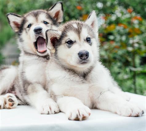 The Siberian Husky Dog Breed Information Center | Alaskan dog, Shepherd dog breeds, Siberian ...