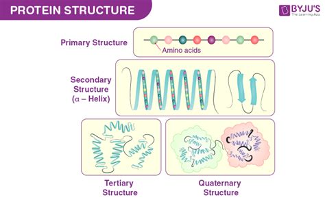 Levels Of Structures Of Proteins | My XXX Hot Girl