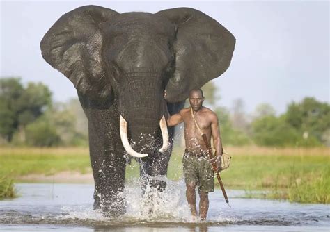 African Bush Elephant Facts | Anatomy, Diet, Habitat, Behavior - Animals Time