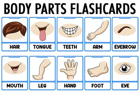 Parts of The Body Vocabulary Flashcards | Flashcards, Body parts theme, Body preschool