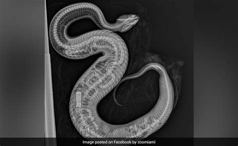 Cottonmouth Snake Eats Python In Florida, Chilling X-Ray Reveals Bones