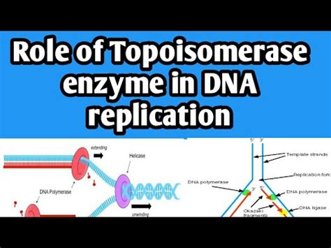 Dna Replication Topoisomerase Function