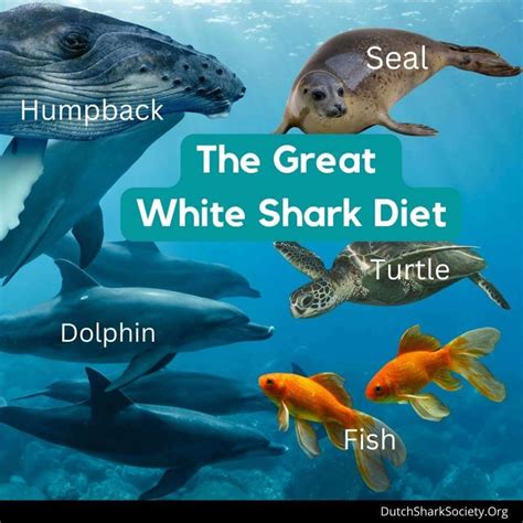 What Do Great White Sharks Eat? - Dutch Shark Society