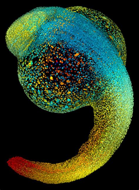 A zebrafish embryo - Cosmos Magazine