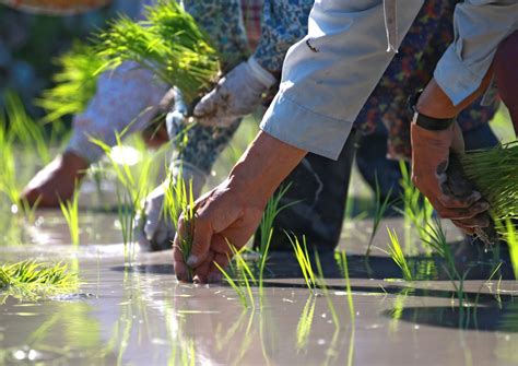 [Hidden Wonders of Japan] Preserving Maruyama's Thousand Rice Paddies | JAPAN Forward