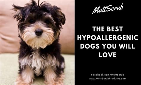 The Best Hypoallergenic Dogs You Will Love If You Have Allergies - Mutt Scrub Products