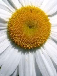 Fun Plant Facts for Kids - Trees, Flowers, Photosynthesis, Weird Species