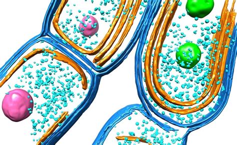 Cyanobacteria Structure