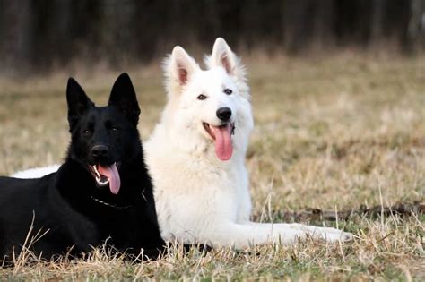 7 Things You Didn’t Know About The Black German Shepherd - Animalso