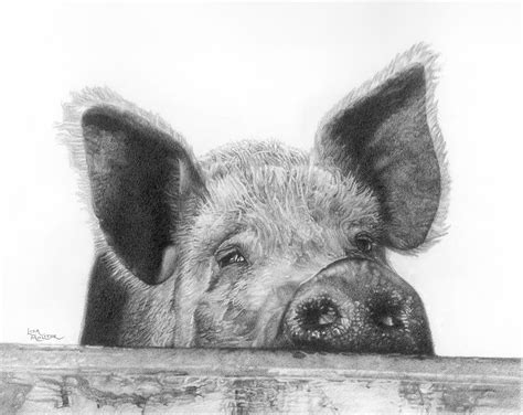 Pig Sketch