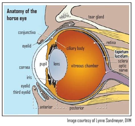 Horse Vision: Eye Function & Adaptations for Survival — #TeachKyAg