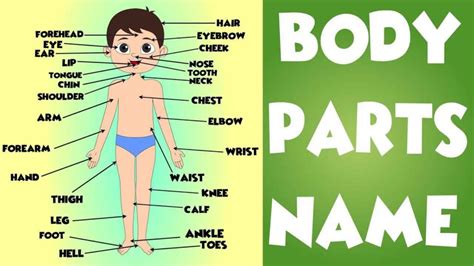 Body parts name in English, Hindi, Marathi, Tamil and Telugu