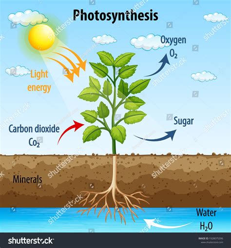 Clipart Photosynthesis Light