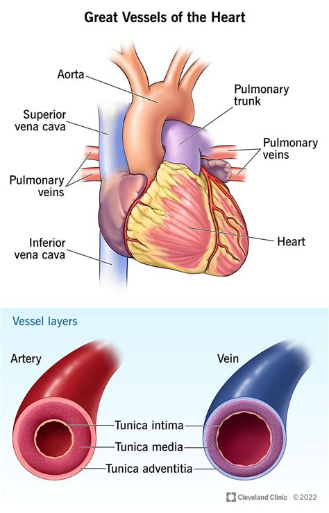 Heart Anatomy Arteries