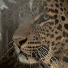 Leopard Roar GIF - Leopard Roar Big Cats - Discover & Share GIFs