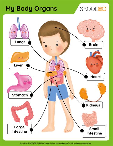 My Body Organs - Free Worksheets - SKOOLGO