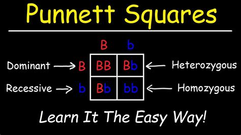 Punnett Squares - Basic Introduction - YouTube