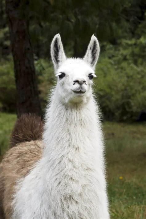 5 Different Types of Llamas (Plus Interesting Facts)