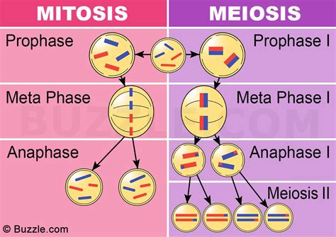 Differences Between Mitosis And Meiosis Worldatlas - Riset