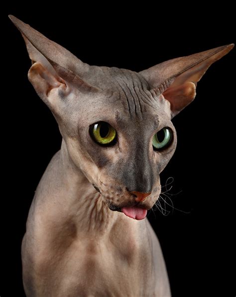 30 Beautiful Sphynx Cat Breeders | Kittens cute wallpapers