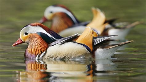 Learn about the mysterious mandarin duck in New York's Central Park