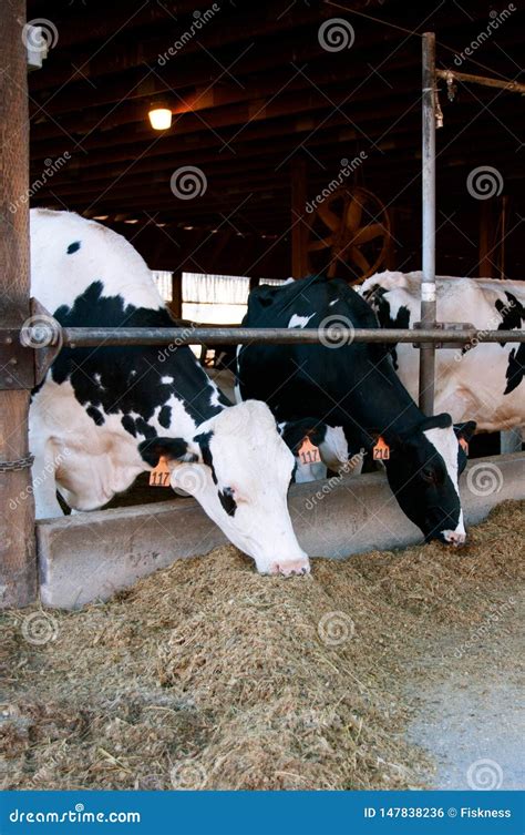 Holstein Cows Eating Silage from a Manger Stock Photo - Image of feedlot, environmental: 147838236