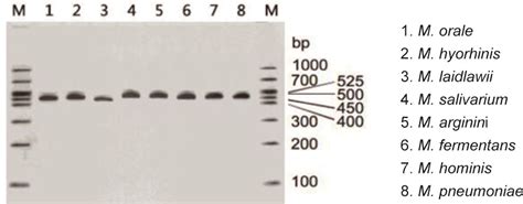 Mycoplasma Detection Kits