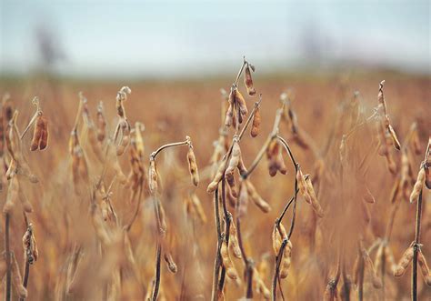 High oleic soybean varieties arrive in Canada | The Western Producer