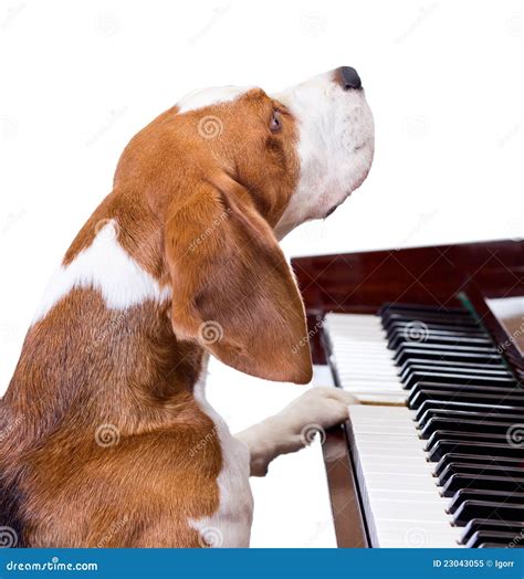 Dog Playing The Piano. Royalty Free Stock Photo - Image: 23043055