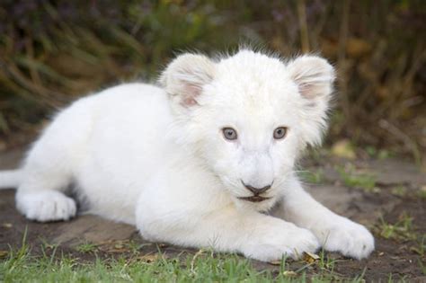 23 Albino Animals So Stunning You Will Literally Gasp