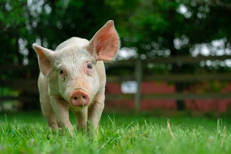 Remembering Rhino Pig: Why Sanctuary Matters - Farm Sanctuary