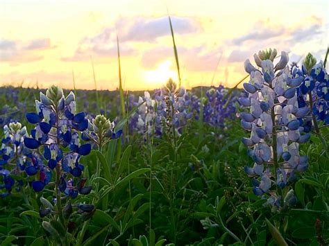 Go wild: A dozen spots to see Texas bluebonnets and wildflowers